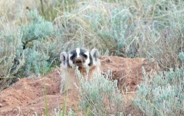 unhappy badger peering out of his tunnel entrance