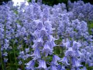Image of Bluebells of Scotland