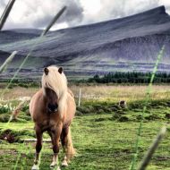 Pony in meadows by mountains