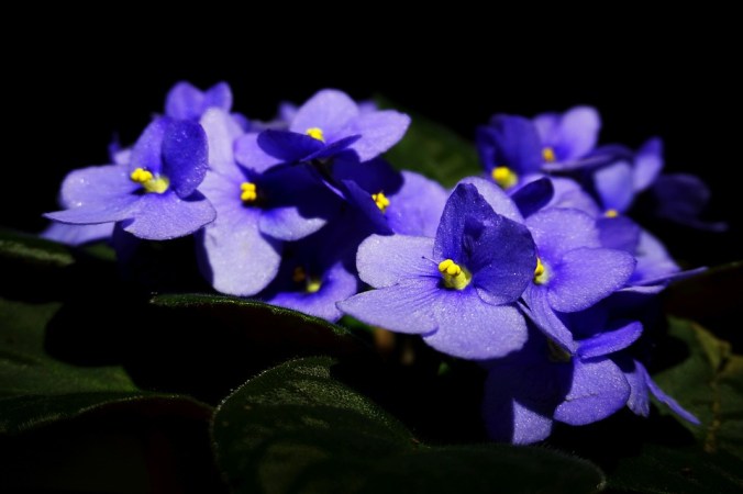 purple violets on a black background