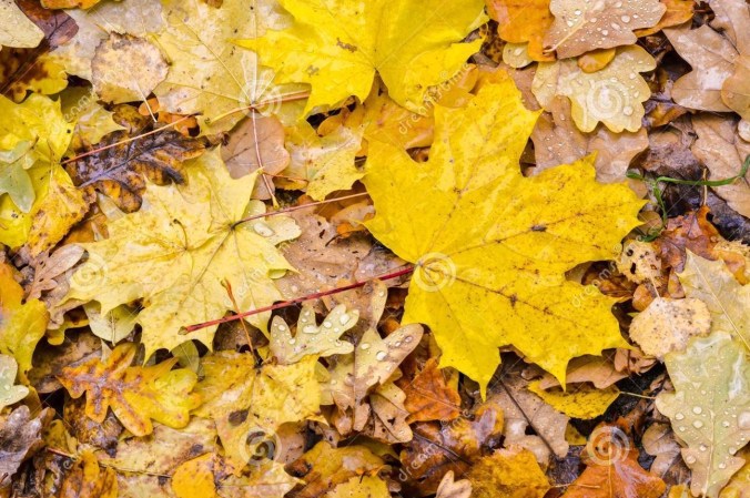 Yellow autumn leaves