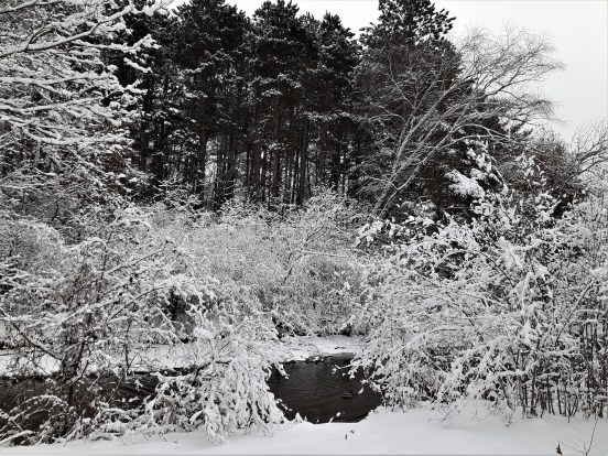 snow-covered trees and shrub around a flowing stream