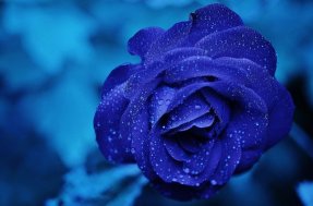 Blue Rose, dew damp