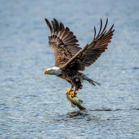 Bald Eagle lifting a fish from open waters